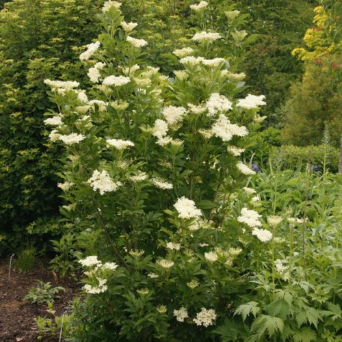 Sambucus nigra 'Obelisk' - Must leeder 'Obelisk' C5/5L